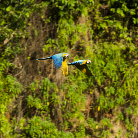 Manu ancestral traditions